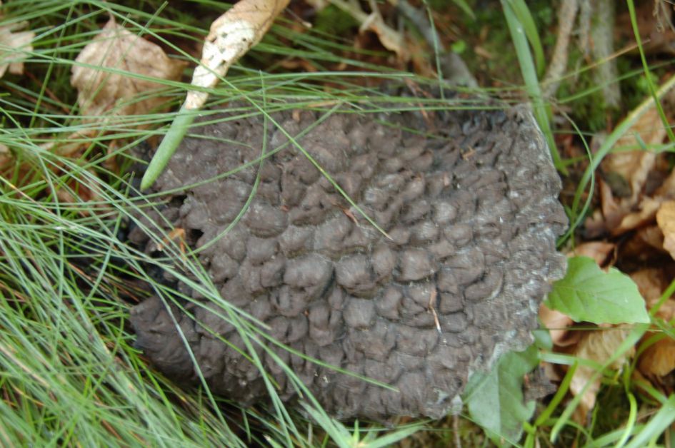 geschubte stekelzwam?